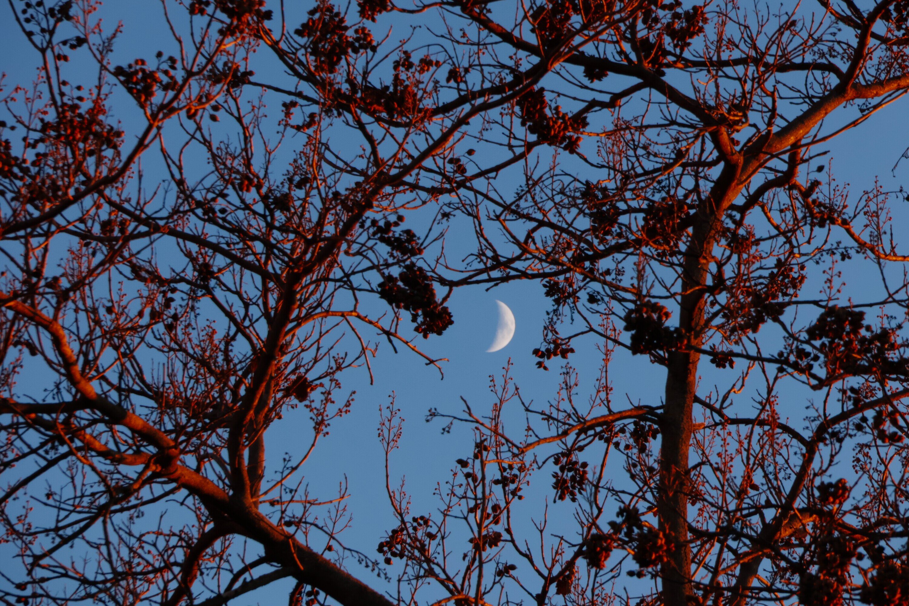 Nature série